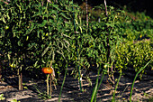 Red tomato from green seedlings growing on soil in agricultural plantation in countryside on summer day