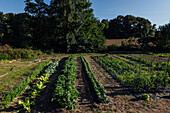 Gartenbeete mit verschiedenen Grünpflanzen, die auf dem Boden eines botanischen Gartens auf dem Lande wachsen, mit Bauarbeiten an einem sonnigen Sommertag