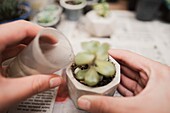 From above pf crop anonymous gardener watering gentle sprouts of potted succulent plant from small jar in light room