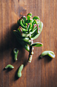 From above of broken small green succulent plant placed on wooden table