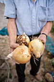 Crop unrecognizable farmer showing bunch of onions in hands while standing on soil in garden during harvesting season in countryside