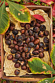 From above pile of fresh baked chestnuts on wooden tray near dry leaves on soil in autumn forest