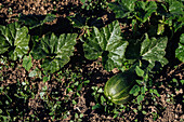 Top view of ripe watermelon near green leaves placed on soil under bright sunlight in botanical garden during harvesting season
