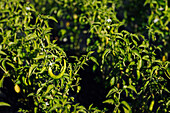 Green leaves of seedlings with pepper growing in rows under sunlight on agricultural plantation in countryside on sunny summer day