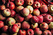 Frische rote Äpfel auf dunklem Hintergrund