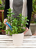 Frau pflanzt Minze im Garten
