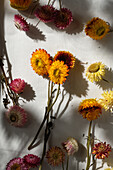 Draufsicht auf bunte Strohblumen auf weißem Hintergrund in einem Raum mit Sonnenlicht verstreut