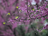 Closeup of thin branches with blooming flowers of Chinese purple tree in spring garden