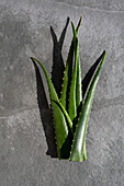 Top view of bunch of green aloe vera leaves placed on gray background in studio