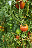 Red ripe tomato growing on branch in green garden in summer season in countryside
