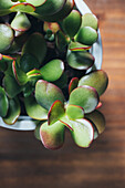 Top view of Crassula ovata succulent plant placed in pot on wooden table in light place