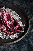 Von oben köstlicher, appetitlich gekochter Oktopus auf rundem Keramikteller mit Eiswürfeln