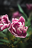 Close up of blossoming pink flowers with gentle petals and green leaves