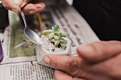From above of crop unrecognizable person decorating delicate potted Sedum morganianum succulent plant with small stones