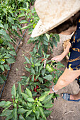 From above of crop unrecognizable female gardener checking peppers on green shrubs growing in garden during harvesting season in countryside
