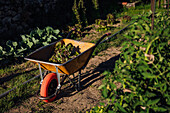 Wheelbarrow with lettuce placed near rows of green plants growing in agricultural plantation on sunny summer day in countryside