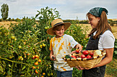 Brother with scissors collecting ripe vegetables while standing near sister with basket in harvest season in rural area