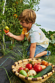 Side view of kid picking ripe tomatoes near basket with assorted vegetables during harvest season in countryside