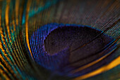 From above bright decorative exotic peacock feather with thin stems placed on yellow background in light modern studio