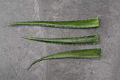 From above of green aloe vera leaves placed in row on gray table in studio