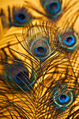 Soft focus of various bright decorative exotic peacock feathers with thin stems placed on yellow background in light modern studio