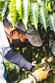 Unrecognizable male farmer in face mask picking ripe berries from green coffee shrub growing on vast agricultural plantation in Quindio Department of Colombia