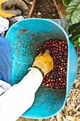 From above of crop anonymous worker in gloves and with bucket picking ripe red berries while harvesting on coffee plantation in Quindio region in Colombia