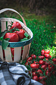 From above of basket with bunch of fresh tomatoes and checkered napkin placed on grassy lawn on summer day in garden
