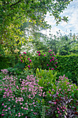 Blühender Garten im Sommer mit Akelei (Aquilegia) und Rosen (Rosa)