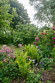 Üppiger Sommergarten mit Farnen und blühenden Sträuchern