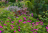 Blühende Sommerblumen im üppig bewachsenen Garten