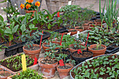 Preparing for planting with seedlings and young plants of tomatoes, chard, summer flowers, beetroot, onions and herbs