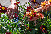 Insect-friendly dahlia mix (Dahlia) in wooden box, regularly clean out faded dahlias for better re-flowering