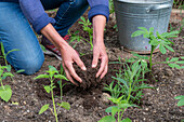 Beet mit Patagonischem Eisenkraut (Verbena bonariensis) und Spinnenblume (Cleome spinosa) bepflanzen, Erde mit Kompost verbessern