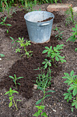 Planting a bed with Patagonian verbena (Verbena bonariensis) and spider flower (Cleome spinosa), improving the soil with compost