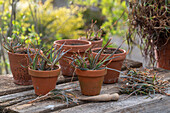 Propagation of the cattail plant (Bulbine frutescens ) by cuttings in clay pots