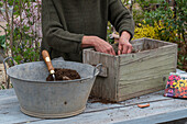 Planting insect-friendly dahlia mix (Dahlia) in wooden box, cover dahlia tubers with soil and press down