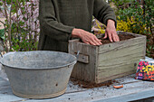 Place insect-friendly dahlia mix (Dahlia) in wooden box, cover dahlia tubers with soil and press down