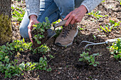 Rejuvenation of Caucasus forget-me-nots (Brunnera macrophylla), after tonsure, planting