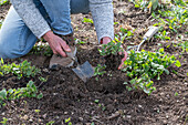 Rejuvenation of Caucasian forget-me-not (Brunnera macrophylla), after transplanting