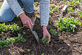 Rejuvenation of Caucasian forget-me-nots (Brunnera macrophylla), after tonsure, planting