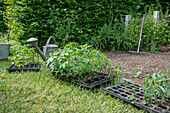 Pre-grown young plants of Patagonian verbena (Verbena bonariensis) and spider flower (Cleome spinosa) for planting in the bed