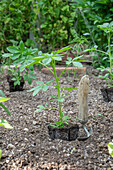 Planting a bed with pre-grown young plants of Patagonian verbena (Verbena bonariensis) and spider flower (Cleome spinosa)