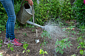 Planting and watering a bed with pre-grown young plants of Patagonian verbena (Verbena bonariensis) and spider flower (Cleome spinosa)