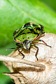 Southern green shield bug
