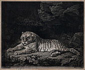 Tiger, illustration