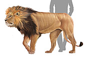 African lion, illustration