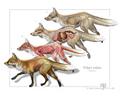 Red fox anatomy, illustration