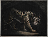 Tiger, illustration