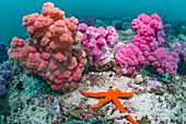 Luzon starfish and soft coral reef